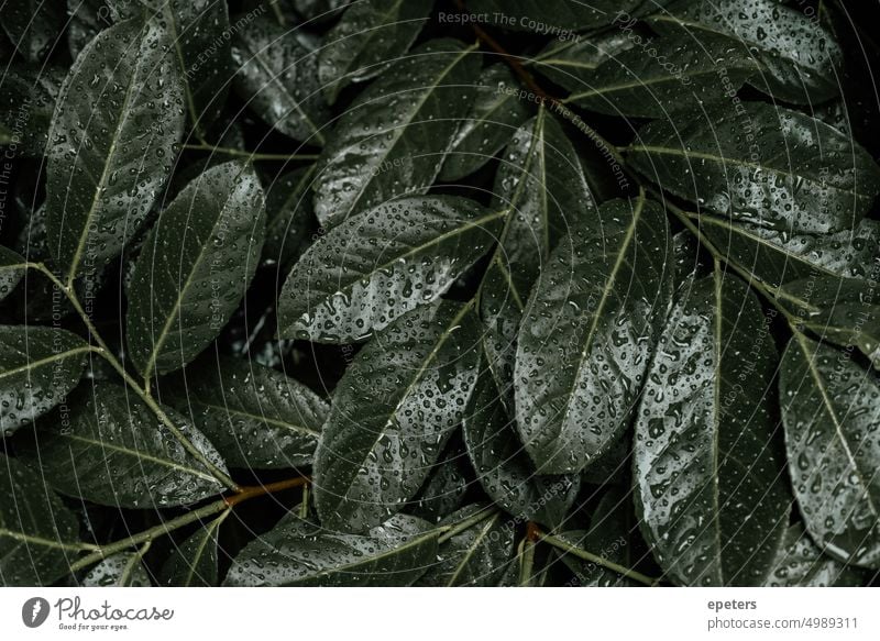 Frische nasse grüne Blätter, die den ganzen Rahmen ausfüllen Hintergrund schön Windstille beruhigend beruhigende Art Nahaufnahme Farbe dunkel Design Laubwerk