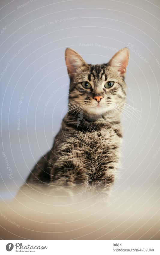 Zaungast Emmy | versteckte Teilnehmerin Drinkje bej Inkje Katze Fell Kuschelig Weich Aufmerksamkeit Katzenkopf Kätzchen Haustier Braun Grau Hauskatze getigert