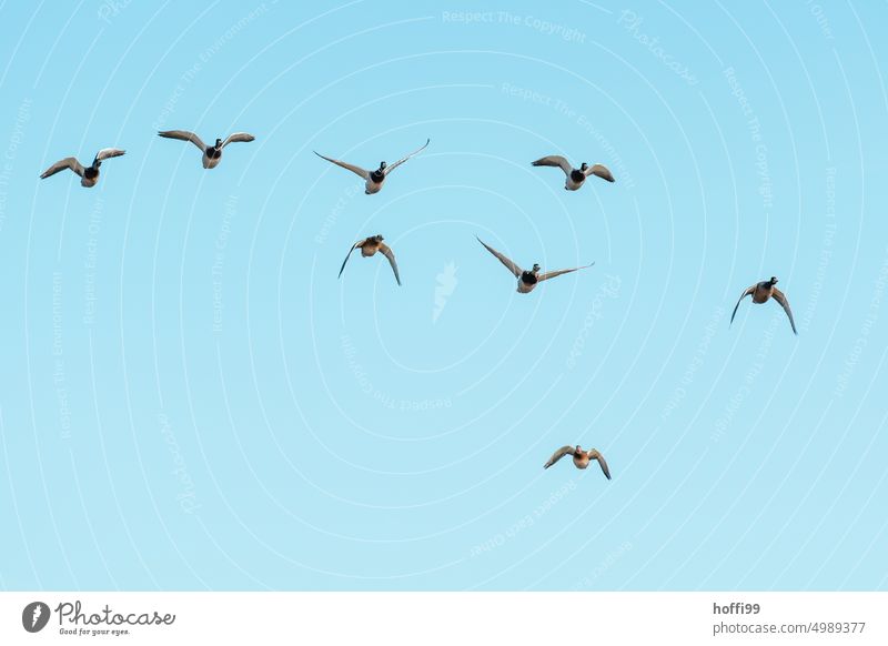 eine Gruppe Enten im Anflug auf die Kamera Entenvögel Formation bewegen fliegen Blauer Himmel Vogel blau Tier anflug Wildtier Freiheit Vogelschwarm Schwarm frei