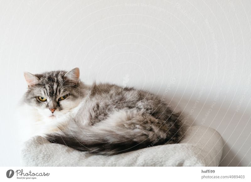 der auf einer Decke liegende Kater blick leicht genervt in die Kamera Katze Hauskatze Blick in die Kamera Katzenohr Auge Katzenauge Tier Fell Tiergesicht