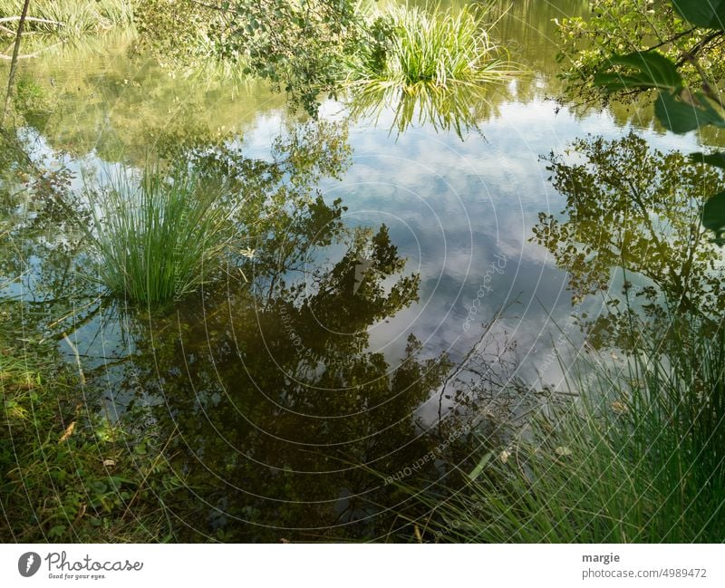 Biotop Teich Natur Umwelt grün Wasser Gras Pflanze Menschenleer Reflexion & Spiegelung Wolken Außenaufnahme Bäume Baum Seeufer Wasseroberfläche Wasserspiegelung