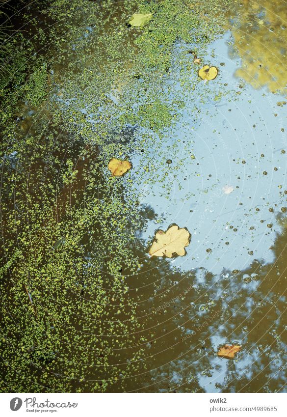 Schwimmbecken Wasseroberfläche Herbst Blatt Teich See Detailaufnahme mehrfarbig Außenaufnahme herbstlich Herbstfärbung Farbfoto schaukeln Herbstlaub Nahaufnahme