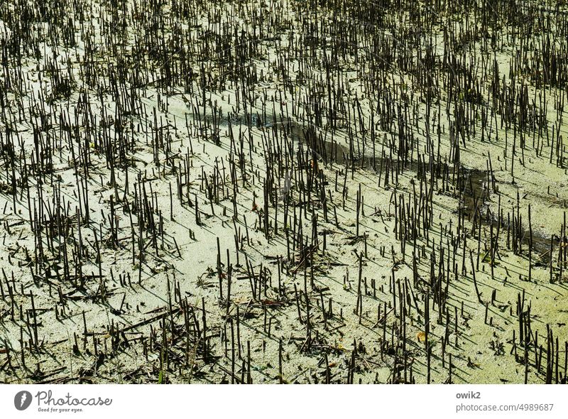 Tundra Seeufer trocken Pflanzen Stiele Halme strubbelig Gestrüpp Sand Sumpf Menschenleer Außenaufnahme Natur grün Moor Landschaft Küste Farbfoto Wasser Rinnsal