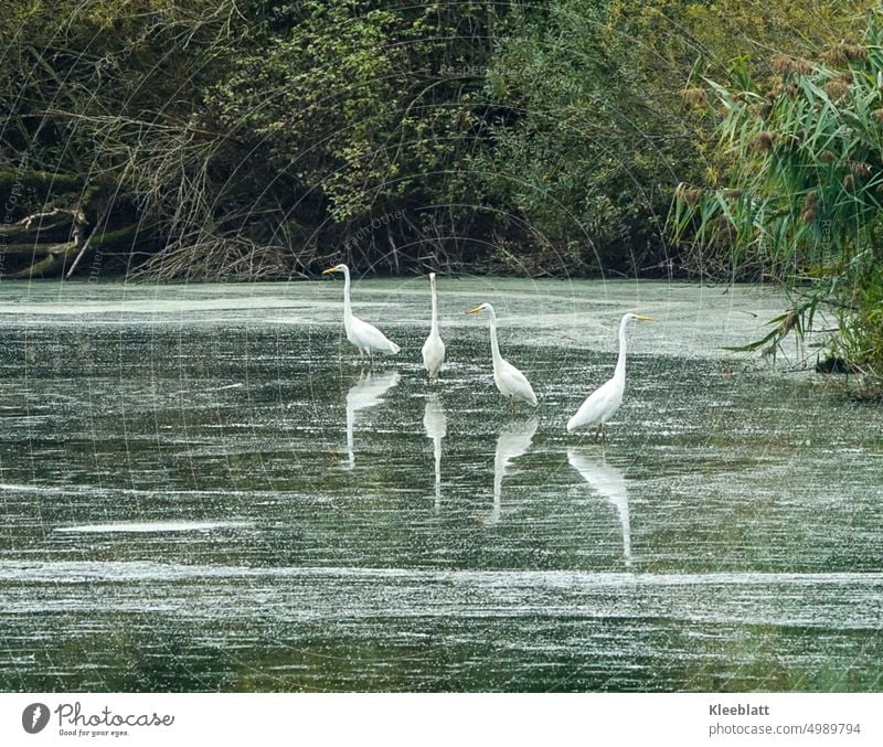 Vier Silberreiher spiegeln sich in der Wasseroberfläche - wer wohl der/die Schönste ist? schöne Umgebung Stimmungsbild grün Spiegelung Gras Schilf Vogelinsel