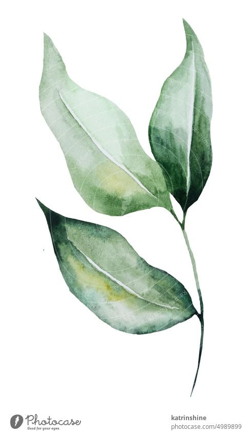 Grünes Aquarell Zweig mit Blättern Illustration, isoliert Element für Hochzeit und Party-Design botanisch Dekoration & Verzierung handgezeichnet vereinzelt