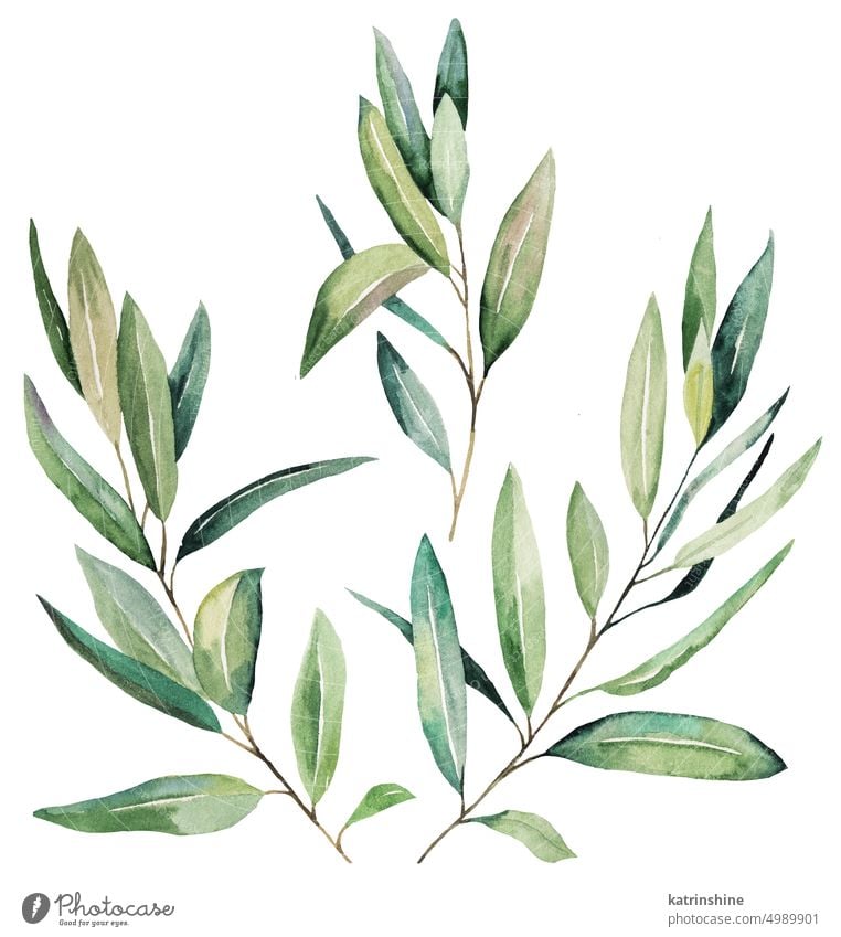 Aquarell-Olivenzweige mit grünen Blättern, isolierte Illustration für Hochzeit und Party-Design botanisch Dekoration & Verzierung Element Laubwerk