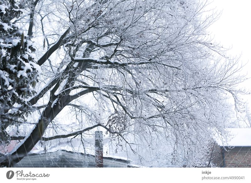 Baum im Garten im Winter Jahreszeiten Eis Winterstimmung kalt Frost weiß Natur Kälte Wintertag gefroren Außenaufnahme Menschenleer Wetter Schnee Ast Buche