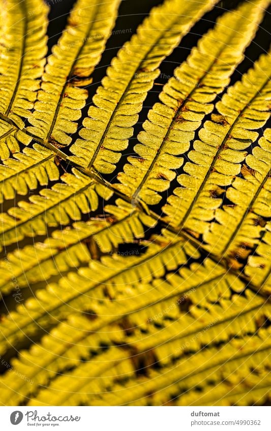 Makrofoto eines Farnblattes Natur natürlich Makroaufnahme Pflanze grün Detail Wachstum Detailaufnahme Blatt Schwache Tiefenschärfe Umwelt Wald Wildpflanze