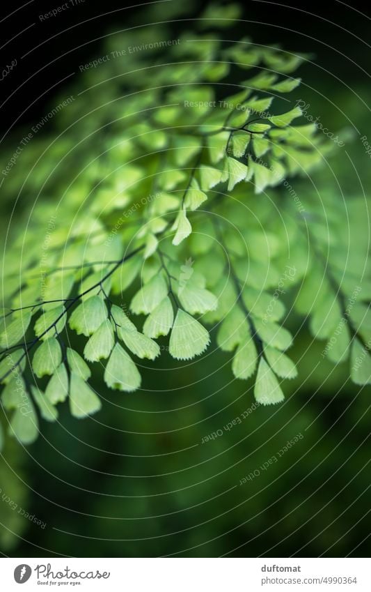Makrofoto eines Farnblattes Natur natürlich Makroaufnahme Pflanze grün Detail Wachstum Detailaufnahme Blatt Schwache Tiefenschärfe Umwelt Wald Wildpflanze