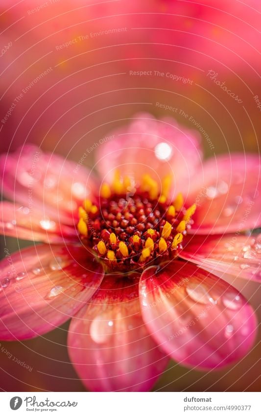 Makrophoto einer roten Blüte mit Tautropfen Blume Makroaufnahme Nahaufnahme Wassertropfen Natur Tropfen Detailaufnahme Pflanze Außenaufnahme