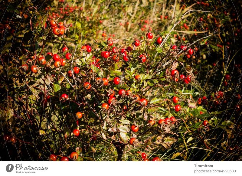 Hagebutten in Dänemark Früchte Natur Pflanze Sträucher Menschenleer rot Frucht Außenaufnahme Nahaufnahme Herbst