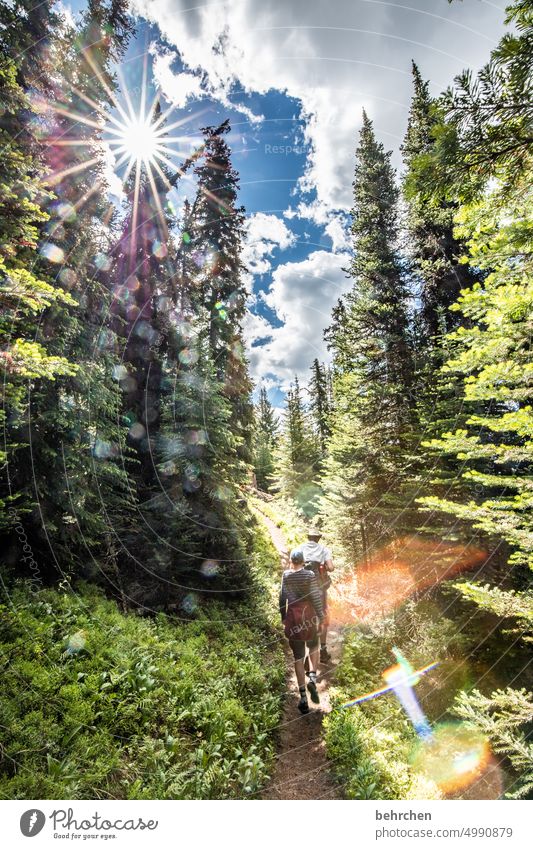 bildstörung | flecken wandern Wetter Rocky Mountains Alberta Jasper National Park Ausflug Wege & Pfade Wanderer Sonne Sonnenlicht beeindruckend Sonnenstern