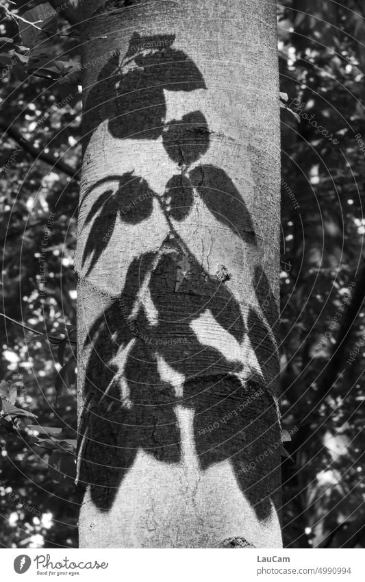 Schattenspiel im Wald Blätter Baumstamm Herbst Schönes Wetter Sonnenlicht Kontrast Tag Natur Licht Umwelt Idylle Blatt Laub Laubbaum herbstlich Herbstlaub