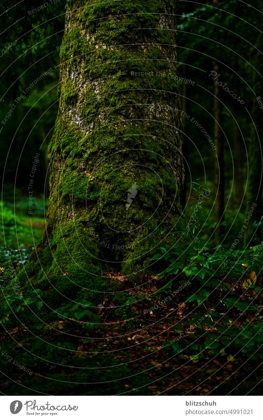 Baumstamm mit Mooskleid im Herbst Natur Landschaft Ast Pflanze Wald Moosteppich moosbedeckt moosbewachsen grün herbstlich Waldboden Umwelt Regen Regenwetter