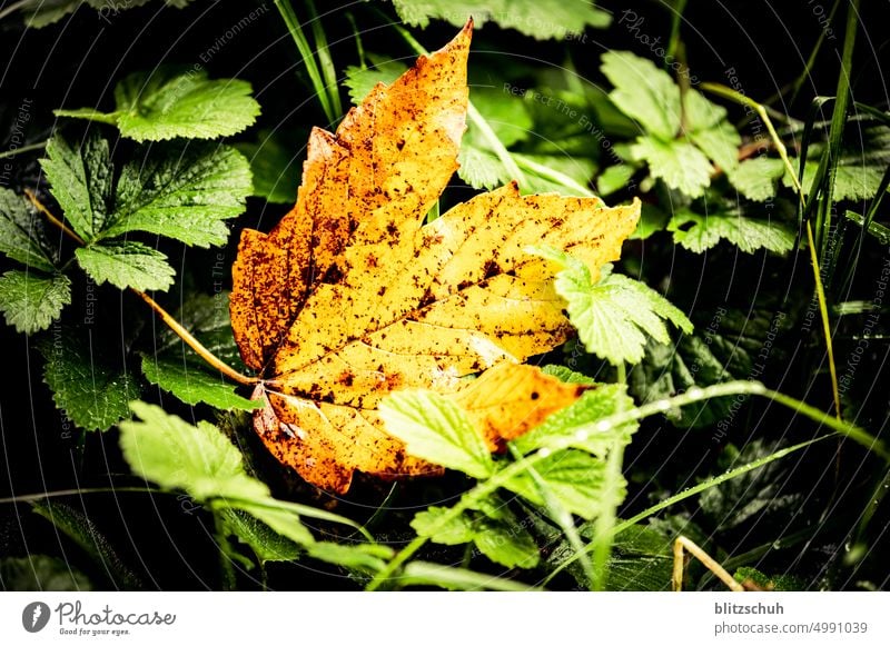 Blatt im Herbst Natur Pflanze grün rot Umwelt Sträucher Baum jahreszeit Jahreszeiten Landschaft herbstlich Herbstwald Blätter Herbstfärbung Herbstlaub