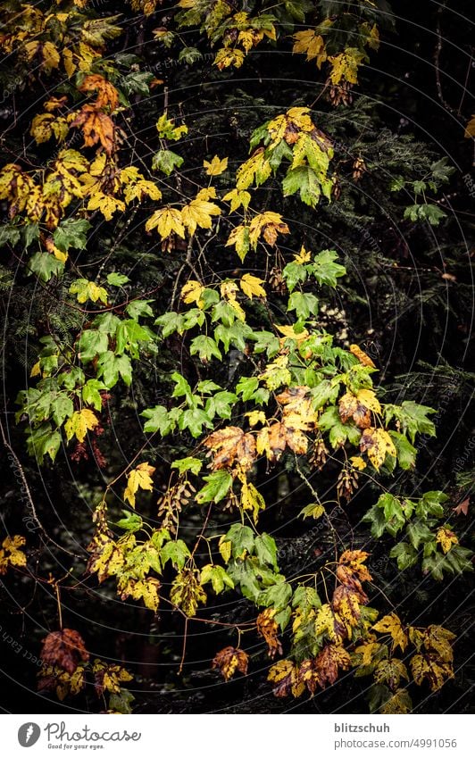 Natürliche Herbstfarben Blatt Natur Pflanze grün rot Umwelt Sträucher Baum jahreszeit Jahreszeiten Landschaft herbstlich Herbstwald Blätter Herbstfärbung