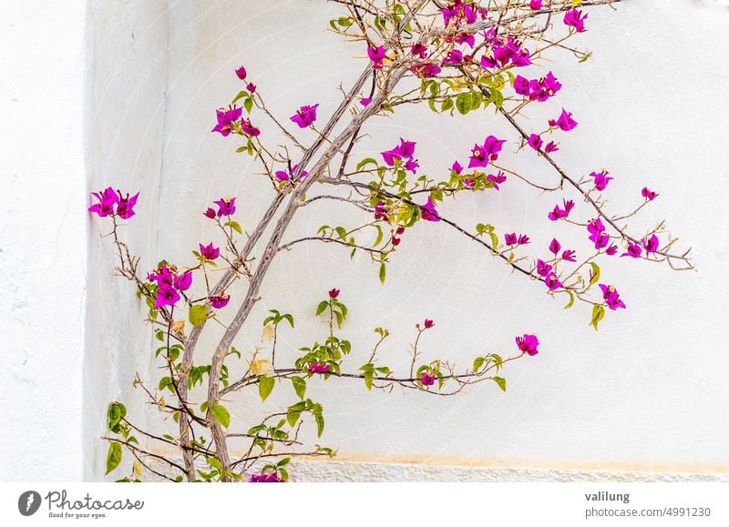 Rosa Bougainvillea Blume auf weißem Wand Hintergrund Nyctaginaceae Spanien Spanisch schön Schönheit Blütezeit Überstrahlung Botanik Ast Buchse Nahaufnahme Farbe