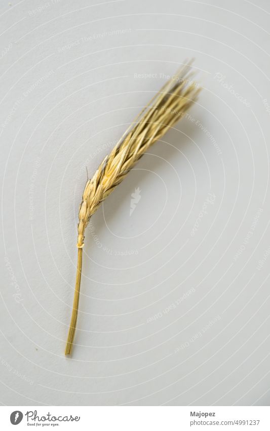 Nahaufnahme einer Weizenähre mit weißem Hintergrund golden organisch Gesundheit roh natürlich vereinzelt Ackerbau Brot Müsli Textfreiraum trocknen