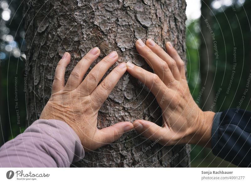 Ein Mann und eine Frau formen mit den Händen ein Herz auf einem Baumstamm herzförmig Hand Romantik Liebeserklärung Liebesgruß herzlich Zeichen Gefühle