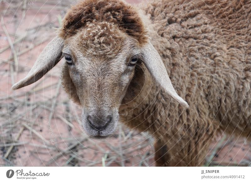 Schafe auf dem Bauernhof schauen in die Kamera. Säugetier Wolle Landwirtschaft Wiese horizontal Aussehen keine Menschen starren Australien fluffig freundlich