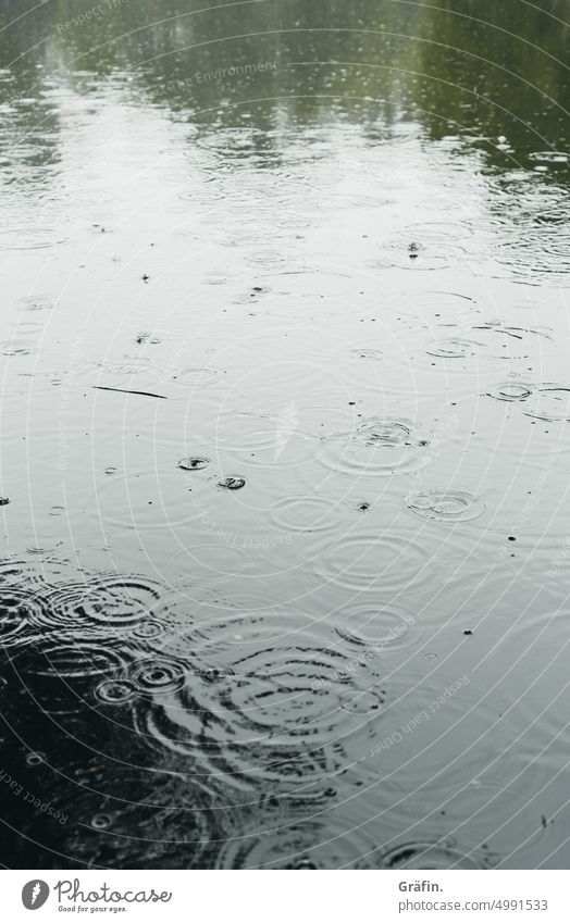[HH Unnamed Road] Regentropfenballett - Regentropfen auf der Oberfläche eines Sees Friedhof Natur Baum Farbfoto Außenaufnahme Herbst Pflanze Wassertropfen
