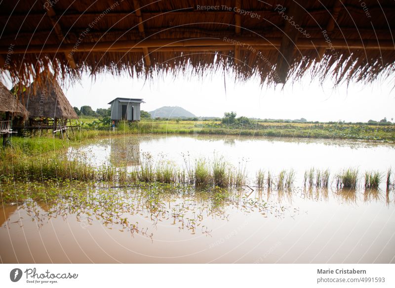 Blick auf das überflutete Reisfeld von einem Bungalow mit Nipa-Dach in Siem Reap, Kambodscha Überschwemmung Klimawandel Wetter Landschaft Asien keine Menschen