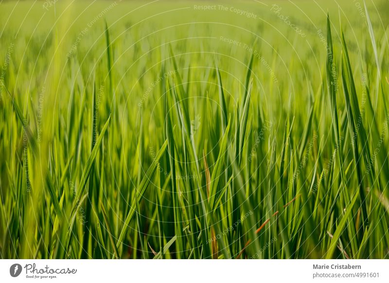 Nahaufnahme von saftig grünem Gras, beleuchtet vom frühen Morgenlicht Textur Hintergrund Muster üppig (Wuchs) Sommer ätherisch magisch Frühling keine Menschen
