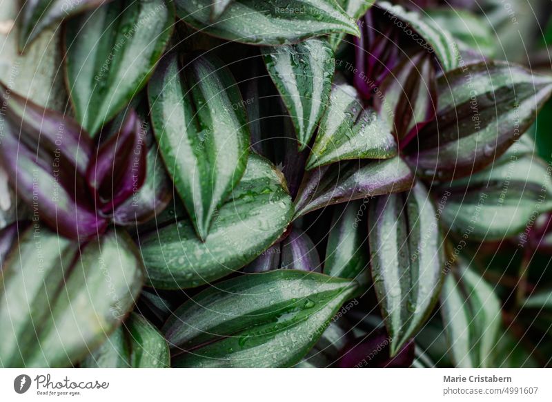 Nahaufnahme von Textur und Muster der bunten Blätter von Tradescantia zebrina oder inchplant Inchplant abschließen Hintergrund Zimmerpflanze üppig (Wuchs) Hobby