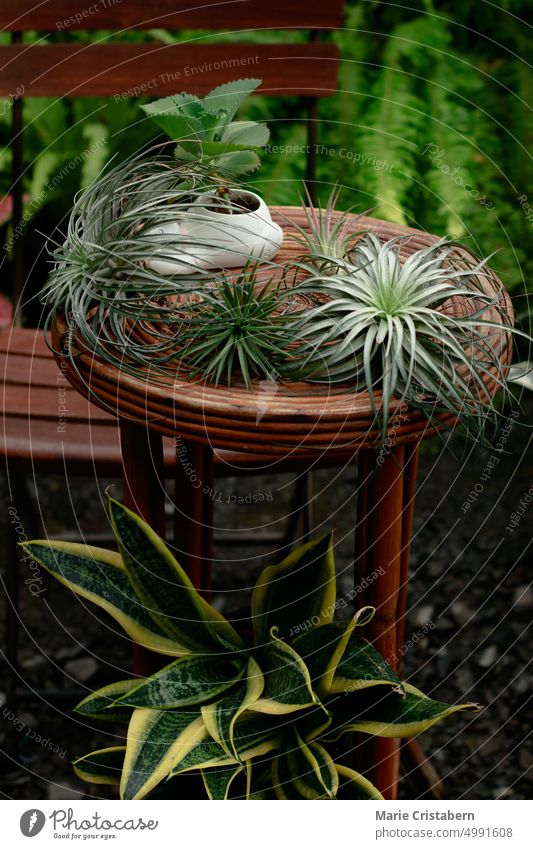 Niedlicher Rattantisch und Stuhl inmitten des üppigen tropischen Gartens Harmonie Wohlbefinden Design Botanik Frische Gartenweg Sommer Wachstum Gartenarbeit