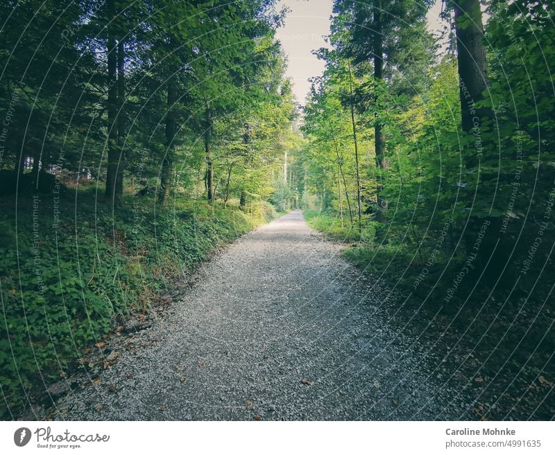 Waldweg in einer Waldlichtung Natur Landschaft freizeit Erholung Bewegung sträucher spazieren Sonne Reise Herbstfarben freiheit herbst Weg steinig sportlich