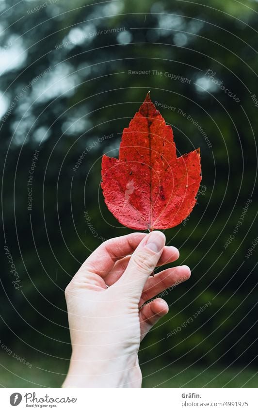 Herbstrot Blatt hochhalten Laub Natur Vergänglichkeit Herbstfärbung Blätter Pflanze Herbstlaub Außenaufnahme Farbfoto Jahreszeiten Herbstbeginn Herbststimmung