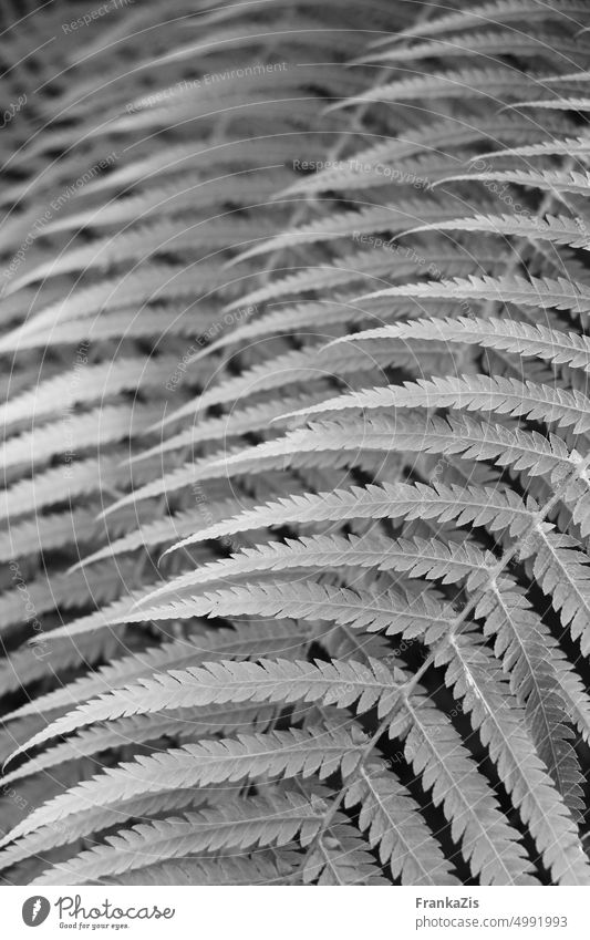 Komposition Farnblätter in schwarzweiß Natur Pflanze sanft zart Schwarzweißfoto Detailaufnahme weich Botanik Menschenleer Blatt Blätter Farnblatt Wildpflanze