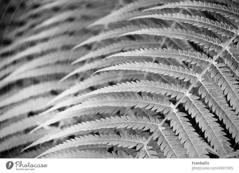 Komposition Farnblätter in schwarzweiß Natur Pflanze Blätter Form Muster Schwarzweißfoto Textur Nahaufnahme abstrakt natürlich Blatt botanisch Garten Botanik
