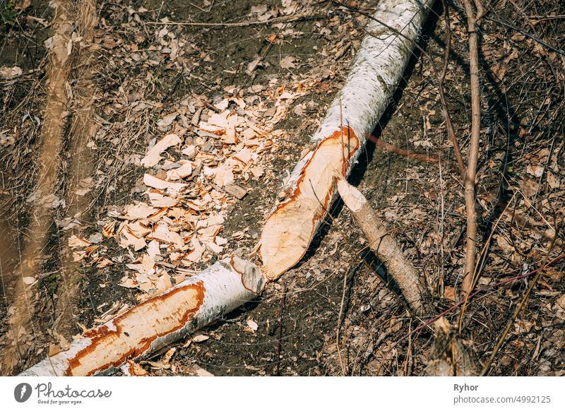 Von Bibern angenagter Birkenbaum im Frühjahr an der Flussküste Rizinusfaser Eurasischer Biber Tierverhalten Rinde weißrussland birkenbaum gebrochen geschnitten