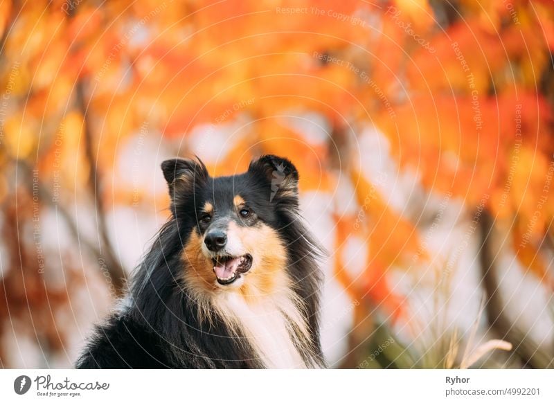 Tricolor Rough Collie, Funny Scottish Collie, Langhaar Collie, English Collie, Lassie Dog Sitting Outdoors In Autumn Day. Nahaufnahme Portrait colley