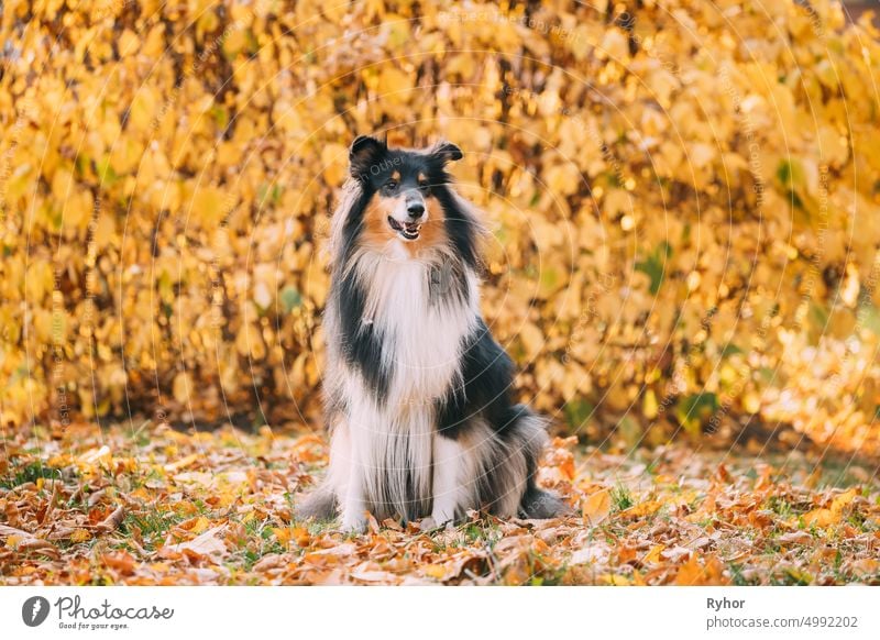 Tricolor Rough Collie, Funny Scottish Collie, Langhaar Collie, English Collie, Lassie Dog Sitting Outdoors In Autumn Day. Porträt colley Englischer Collie