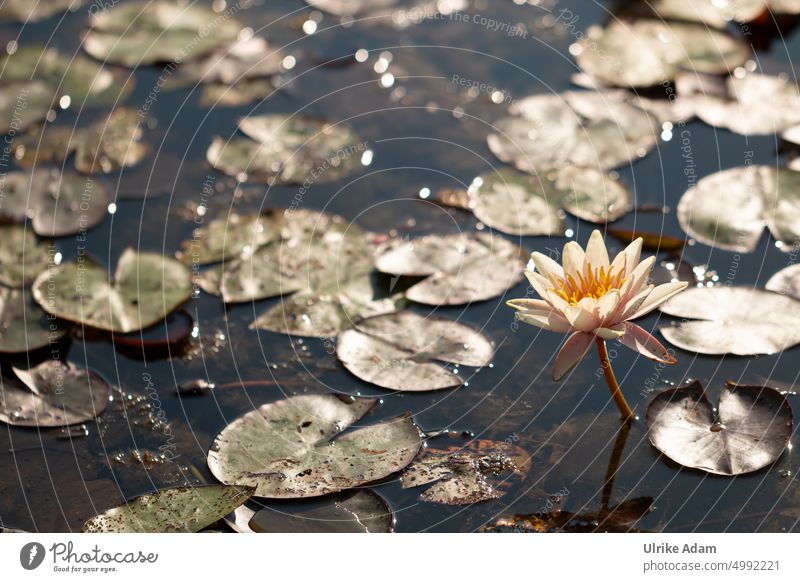 Seerose, glitzernd im vollem Sonnenlicht Natur Pflanze Blüte Seerosen Teich Wasser Blume Wasserpflanze Seerosenteich Seerosenblatt Licht Blätter Blühend flora