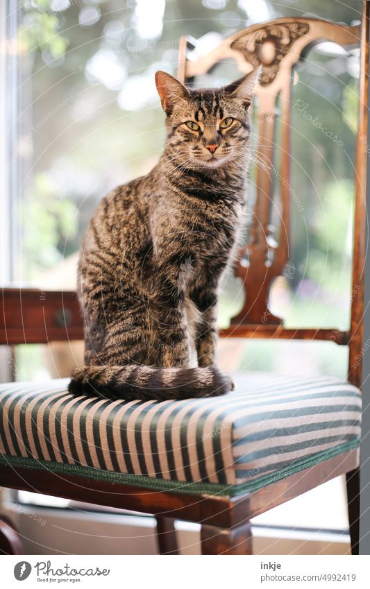 Katze sitzt auf antikem Stuhl Haustiere Ein Tier Porträt Hauskatze Blick in die Kamera Holzstuhl Polster Innenaufnahme hell Menschenleer Farbfoto