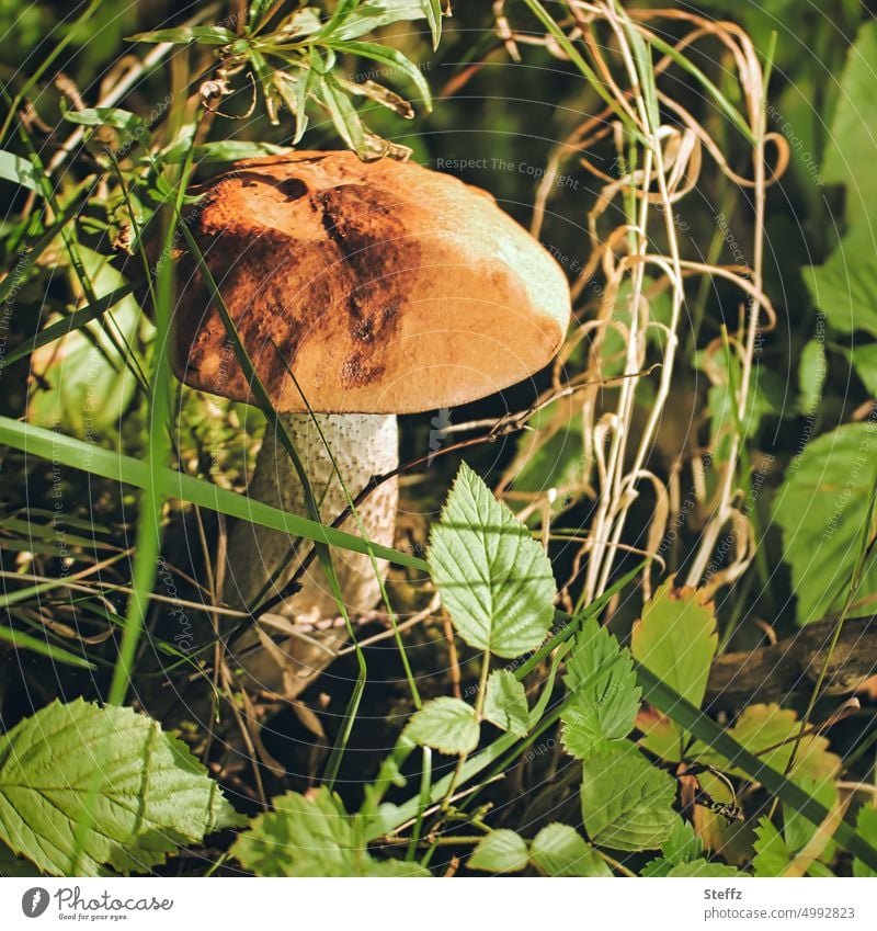 ein Birkenpilz im Grünen Pilz Speisepilz Waldpilz wachsen Birken-Röhrling Pilze suchen Pilze sammeln Waldgeheimnisse Lebensmittel Fundstück Pilzhut