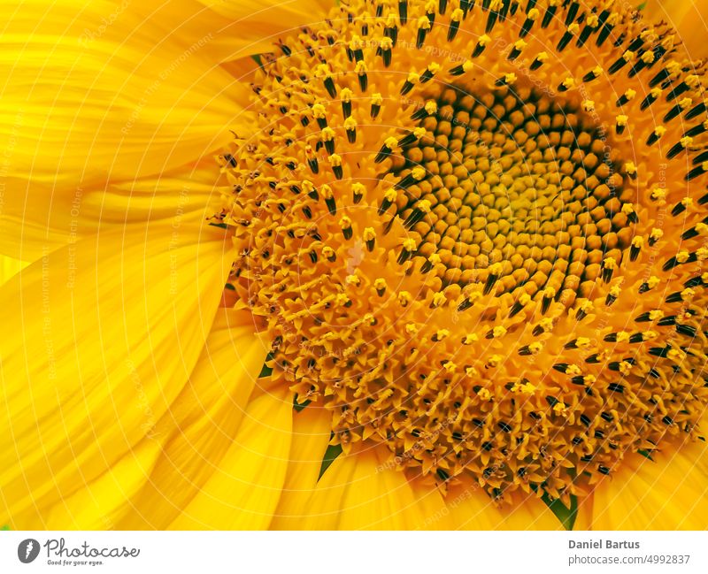 Nahaufnahme einer Sonnenblume im Sonnenlicht ländlich Botanik hell Sonnenblumen Sommer Ackerbau schön landwirtschaftlich Landwirtschaft golden sonnig geblümt