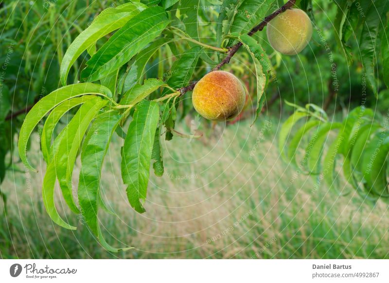 Reifender Pfirsich im Schein der untergehenden Sonne Ackerbau asiatisch Hintergrund Ast Nahaufnahme lecker Lebensmittel frisch Frucht Garten grün Gesundheit