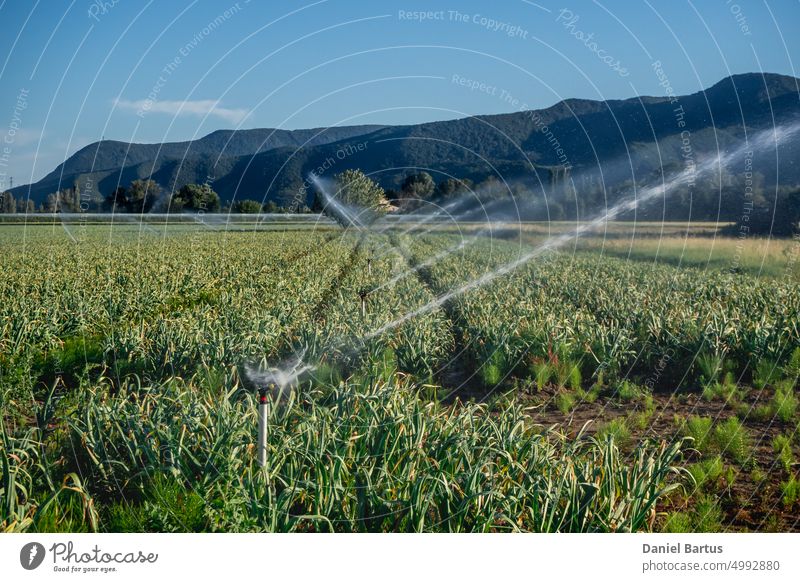 Sprinkleranlagen zur Bewässerung des Ackerlandes mit Blick auf die Berge Ackerbau Hintergrund Land Landschaft Bauernhof Feld Lebensmittel Traube grün Hügel