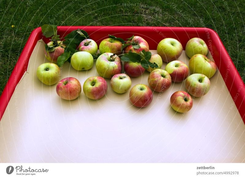 Äpfel in einer Fotoschale apfel apfelsaft erholung ernte ferien garten herbst kleingarten kleingartenkolonie nachbarschaft natur pflanze ruhe saison