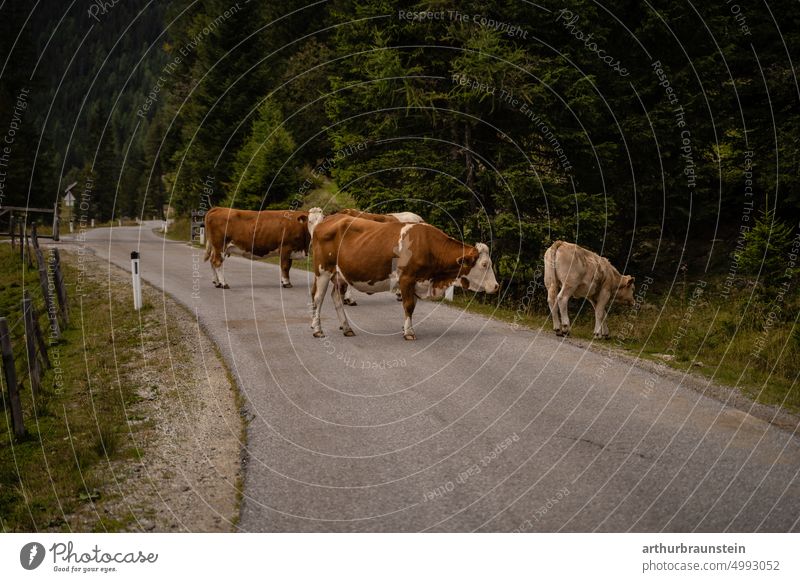 Kühe stehen auf einer asphaltierten Landstraße durch ein schönes Tal im Lungau Österreich Straße Verkehrswege Außenaufnahme Landschaft Tier tiere tierwelt