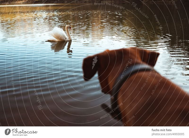Ein Hund starrt auf einen Schwan. Jagdfieber Jagdhund Ridgeback schwan Teich Wasser Tier Vogel Außenaufnahme See elegant Reflexion & Spiegelung