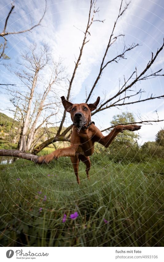 Rhodesien Ridgeback tollt auf einer Wiese. Aktion mit dem Haustier Natur Jagdhund Außenaufnahme Säugetier Tier Hund Tierporträt Farbfoto braun aktionsfoto