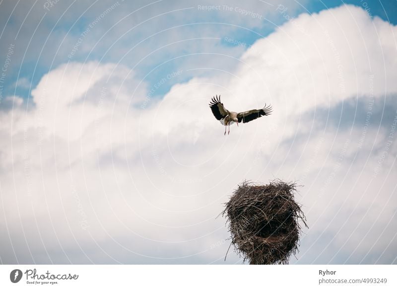 Erwachsener Europäischer Weißstorch - Ciconia Ciconia - Fliegen und Landung zum Nest in sonnigen Frühlingstag. Weißrussland, Weißrussische Natur Tier schön