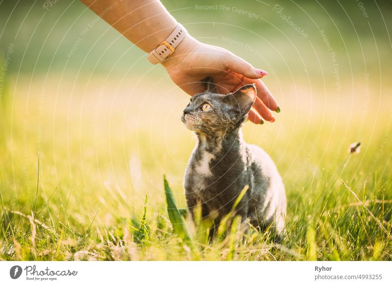 Frau streichelt lustige junge graue Devon Rex. Kätzchen im grünen Gras sitzend. Kurzhaarige Katze der englischen Rasse Tier schön schwarzer Rauch züchten Pflege
