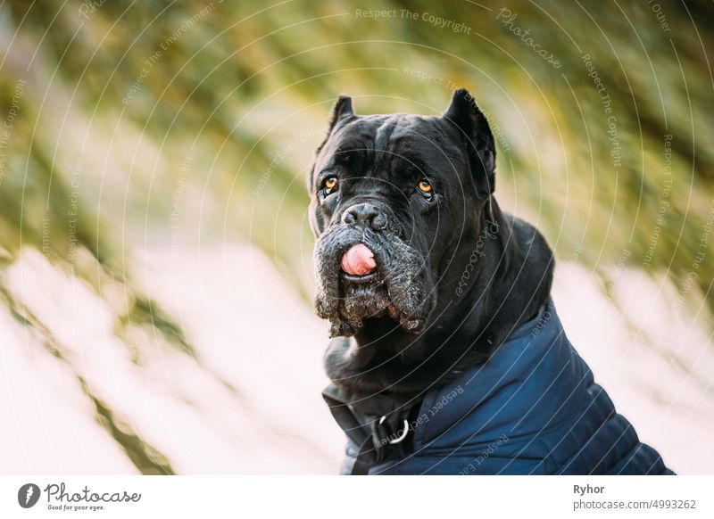 Schwarzer Cane Corso Hund sitzt in der Nähe von See unter Baumzweigen. Hund trägt in warmen Kleidern. Großer Hund Rassen. Nahaufnahme Portrait