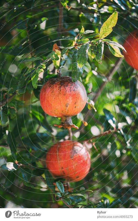 Reife Granatäpfel hängen auf Zweig im Herbst Saison landwirtschaftlich Ackerbau Antioxidans schön Beeren Ast Buchse Nahaufnahme lecker Lebensmittel frisch